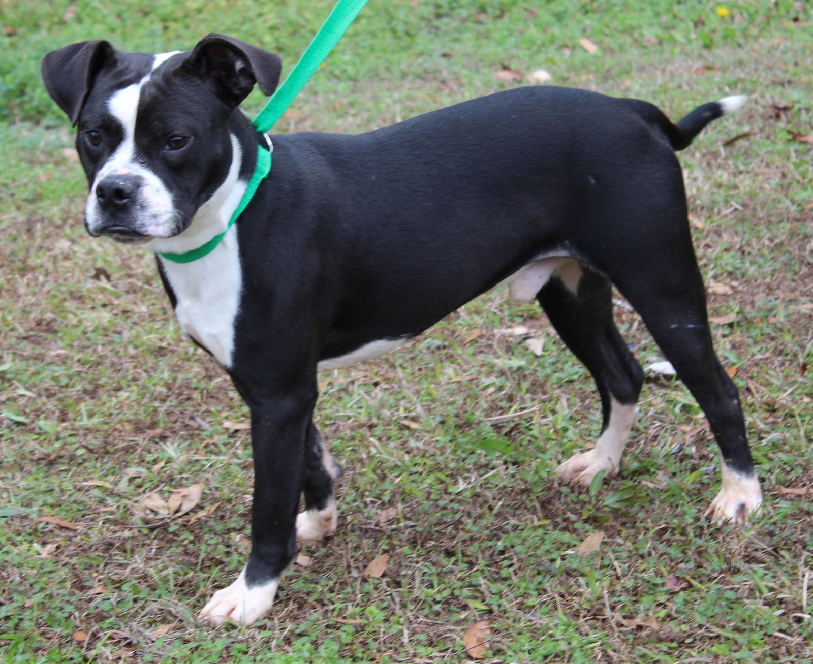 TACO 43015 - Boston Terrier / Pit Bull Terrier available for adoption