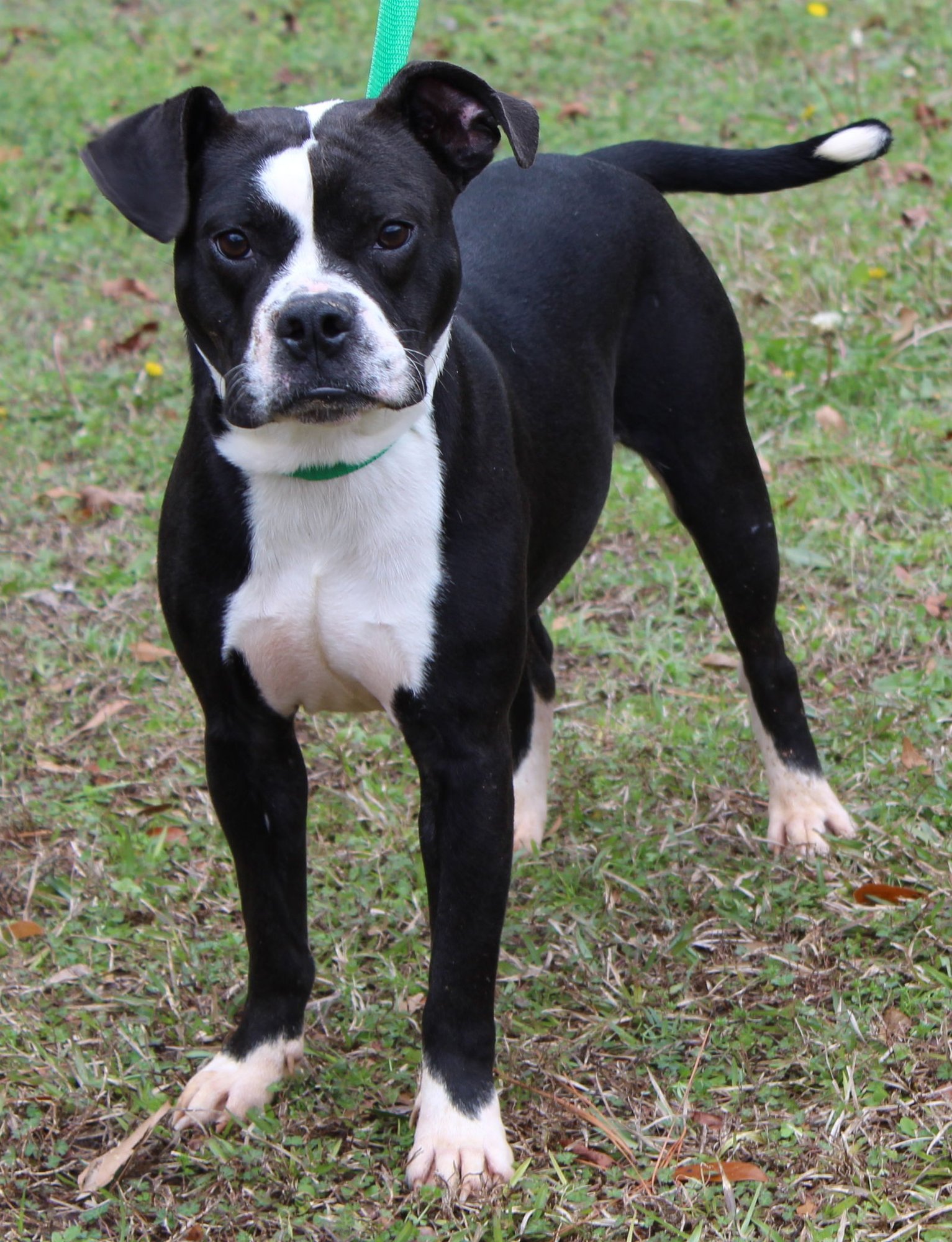 TACO 43015 - Boston Terrier / Pit Bull Terrier available for adoption