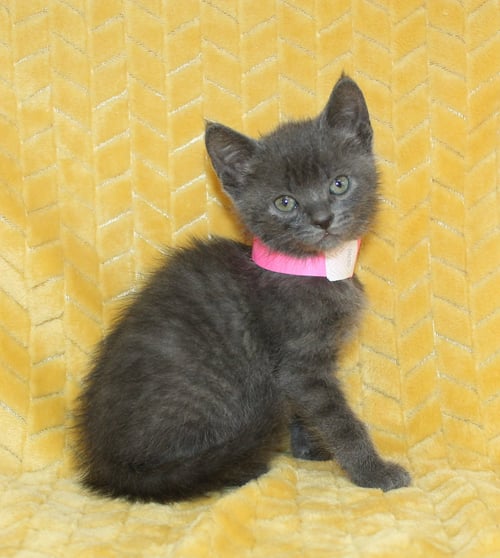 KIM - 43729 - Domestic Short Hair for adoption in Montgomery