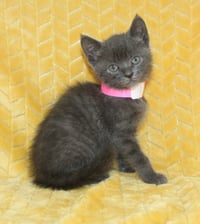 Kim - 43729 - Photo 2