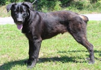 Patches 43544 - Photo 2