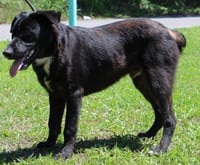 Patches 43544 - Photo 3
