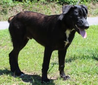 Patches 43544 - Photo 4
