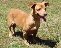 Buster 43298 - Photo 4