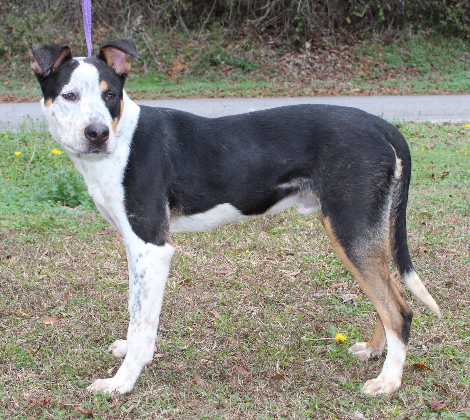 LENNY 42997 - Shepherd available for adoption