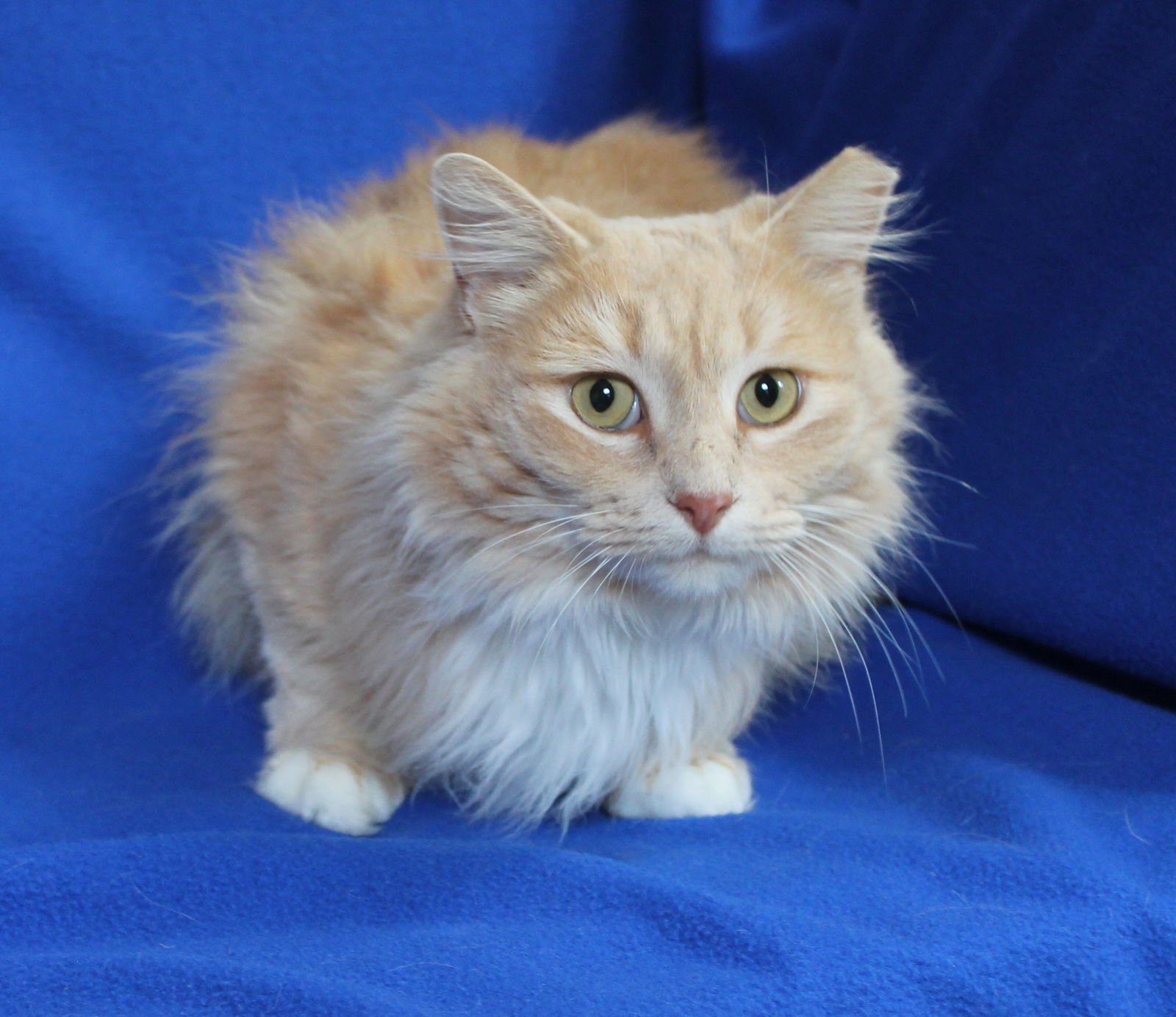 KAREN - 43029 - Domestic Long Hair / Tabby available for adoption