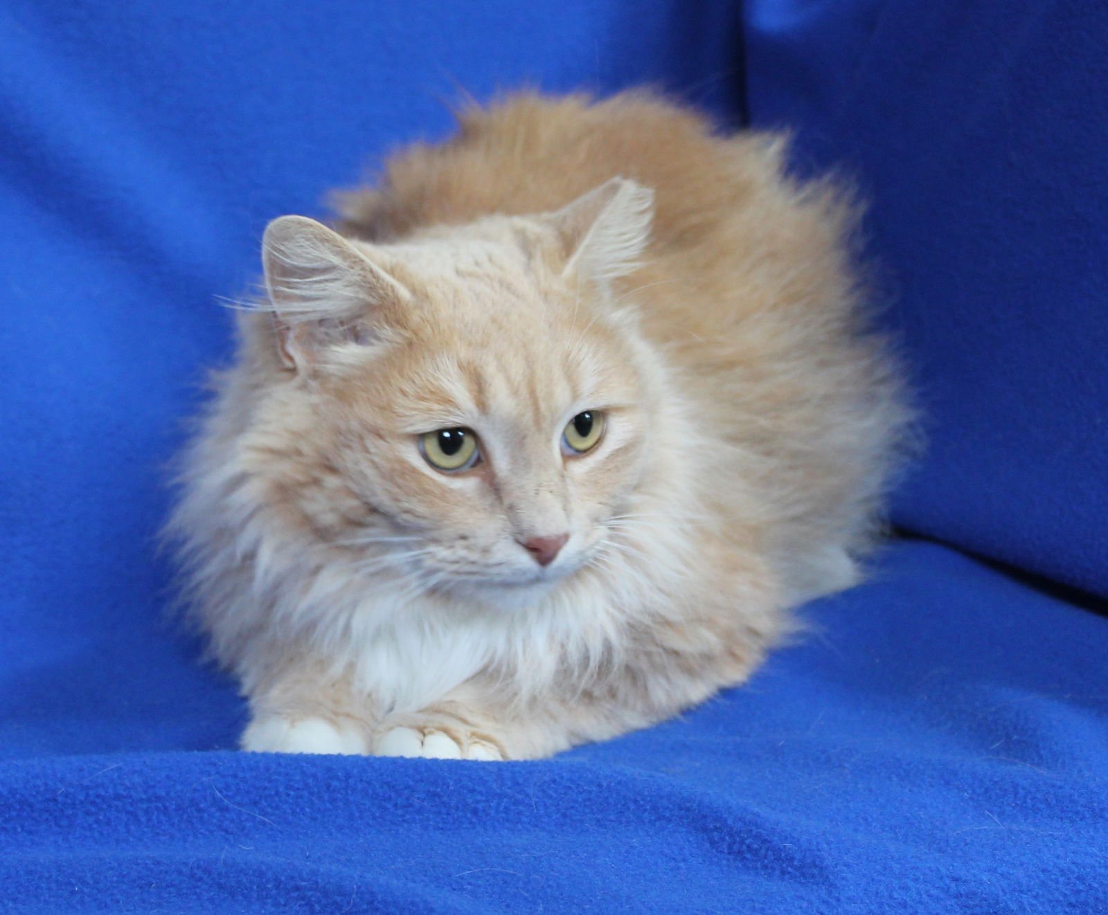 KAREN - 43029 - Domestic Long Hair / Tabby available for adoption