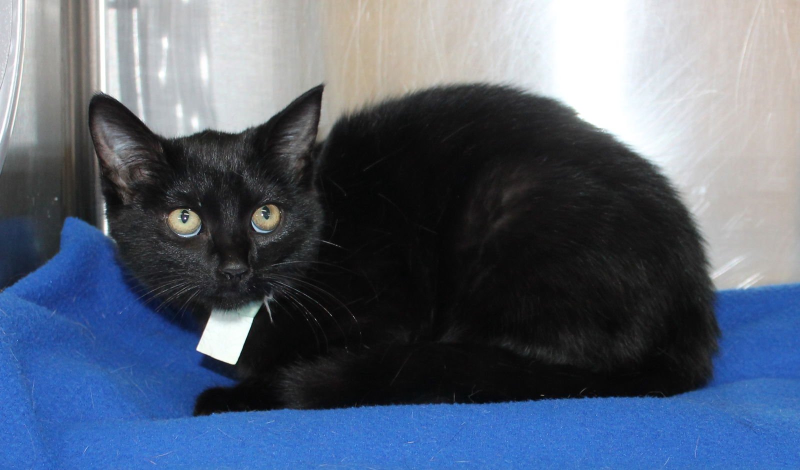 SHADOWER - 43124 - Domestic Short Hair available for adoption