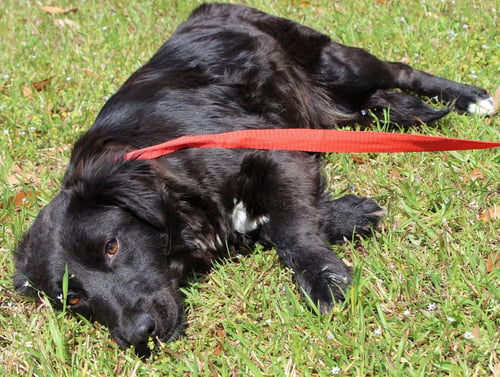 ELLIE 35345 - Spaniel available for adoption