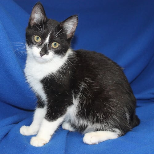 SUZIE-Q - 43575 - Domestic Short Hair for adoption in Montgomery