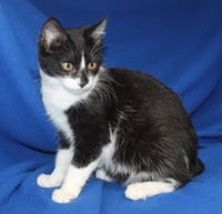 Suzie-Q - 43575 - Photo 2