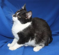 Suzie-Q - 43575 - Photo 3
