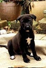 HOOVER 43192 - Shepherd available for adoption