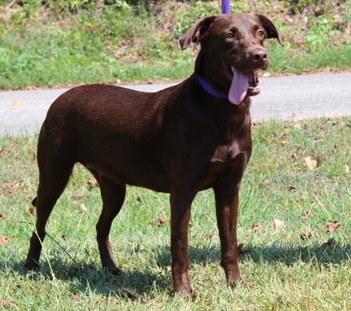 MOCHI 44180 - Chocolate Labrador Retriever available for adoption