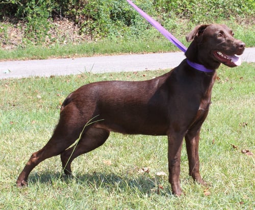 MOCHI 44180 - Chocolate Labrador Retriever for adoption in Montgomery