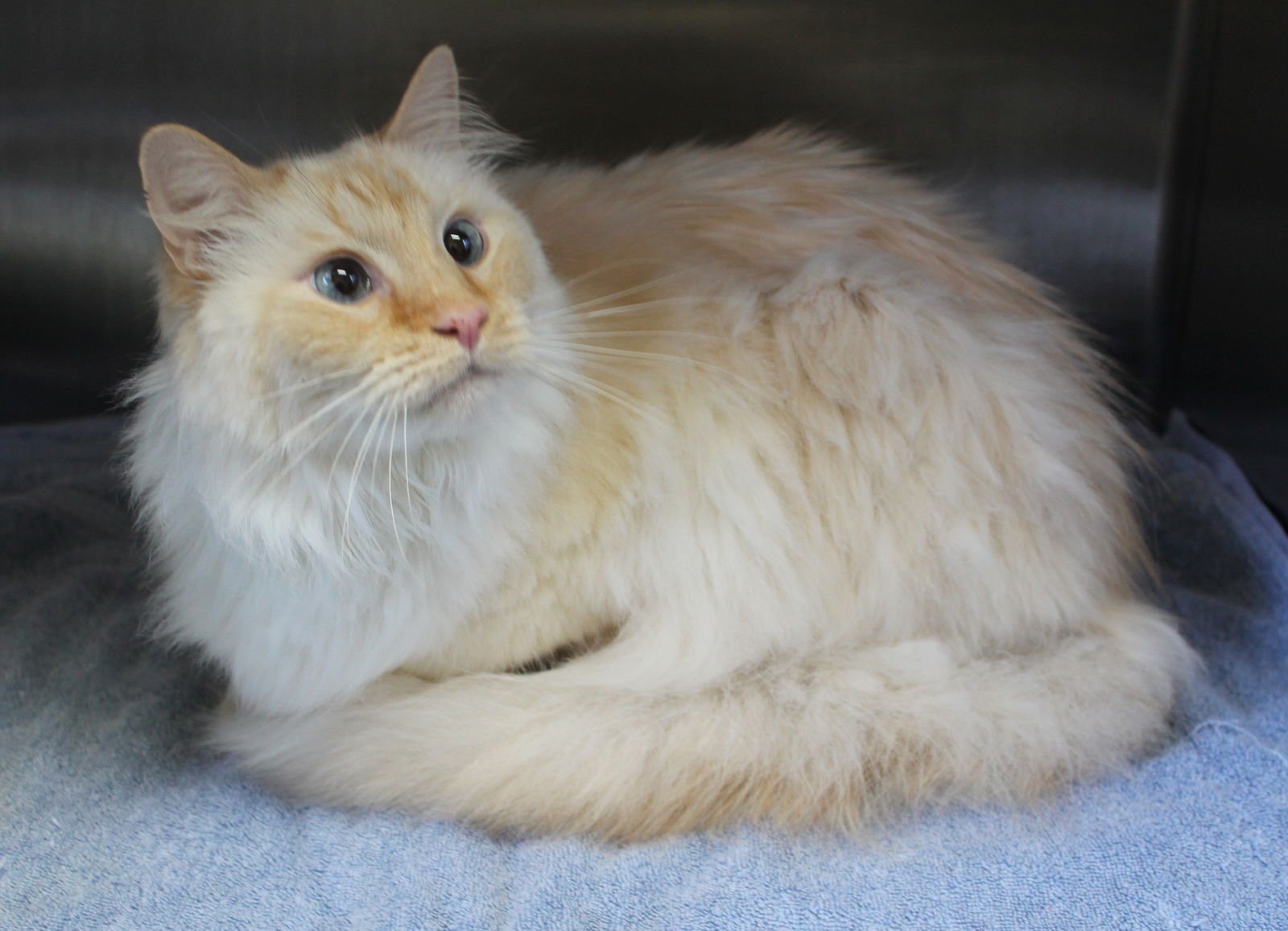 PEACH - 43240 - Domestic Long Hair / Siamese available for adoption