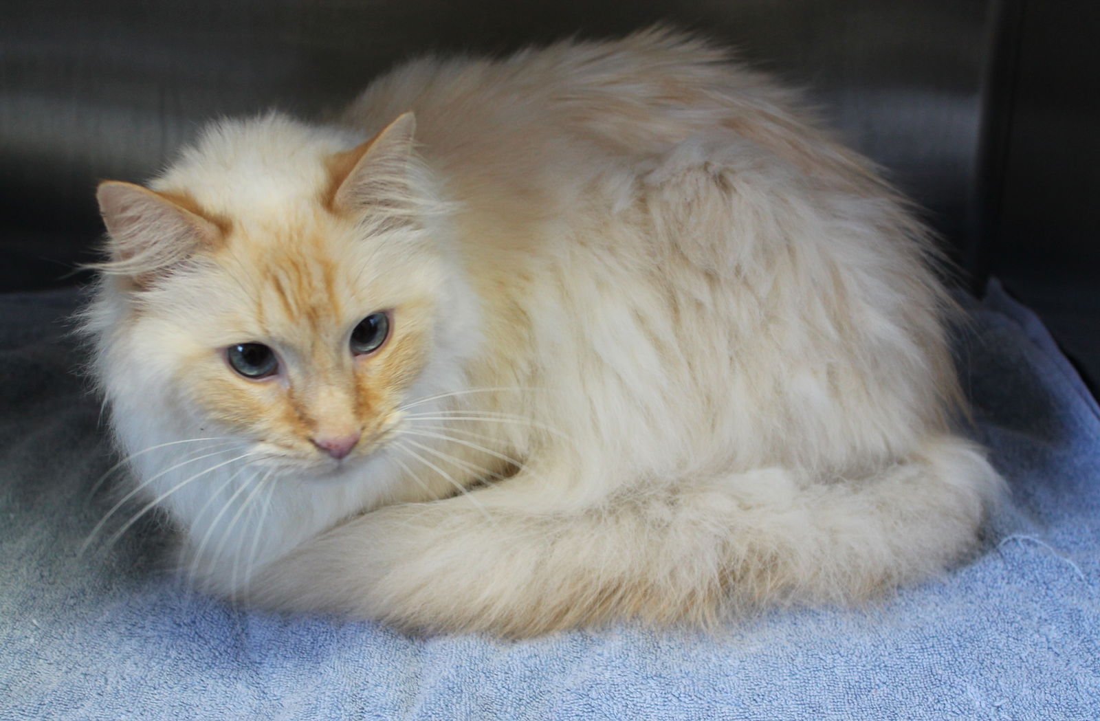 PEACH - 43240 - Domestic Long Hair / Siamese available for adoption