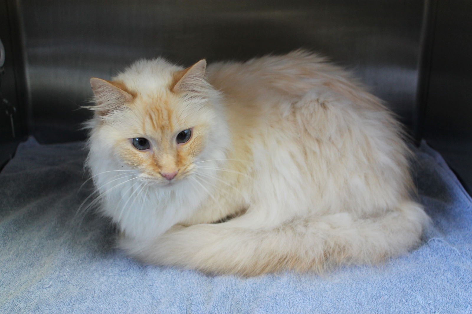 Peach - 43240 - Photo 3