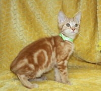 George - 44105 - Photo 2