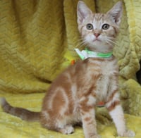 George - 44105 - Photo 3