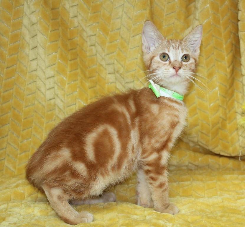 George - 44105 Image