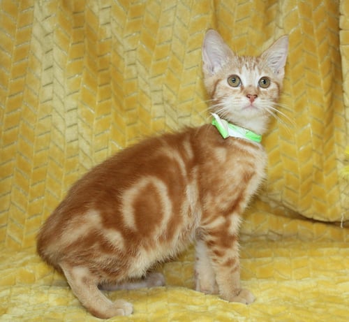 GEORGE - 44105 - Domestic Short Hair for adoption in Montgomery