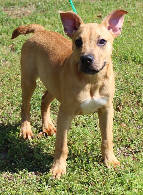 POPPER 43287 - Terrier / Boxer for adoption in Montgomery