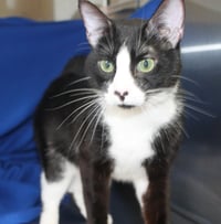 Oreo - 41739 - Photo 2