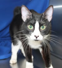 Oreo - 41739 - Photo 1