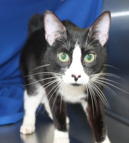 OREO - 41739 - Domestic Short Hair for adoption in Montgomery
