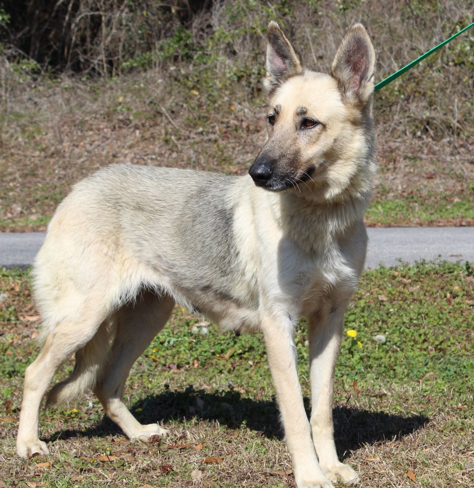 LAYLA 43140 - German Shepherd Dog available for adoption