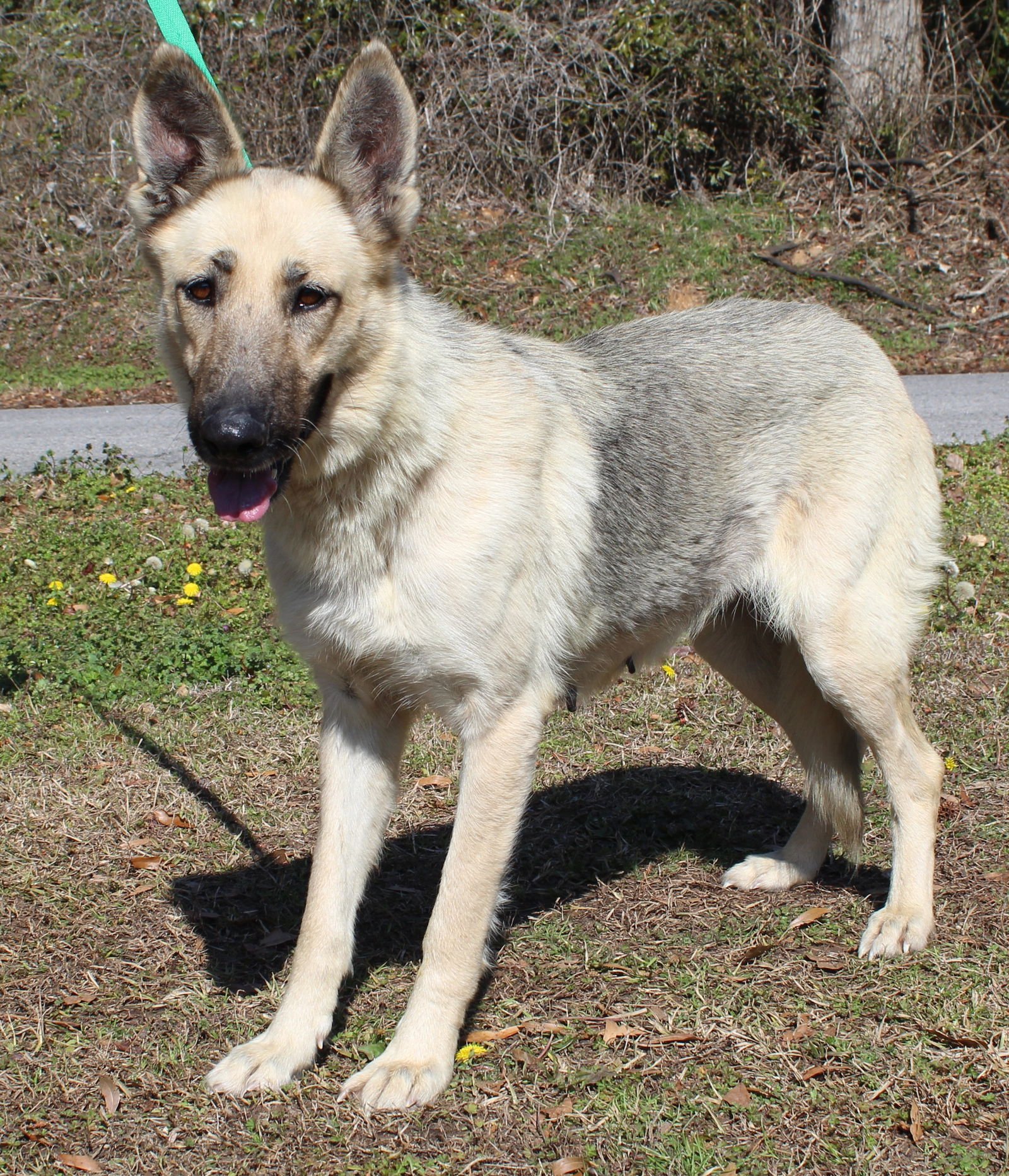 LAYLA 43140 - German Shepherd Dog available for adoption