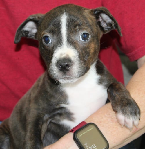 HAMMY 43876 - Pit Bull Terrier for adoption in Montgomery