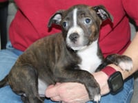 Hammy 43876 - Photo 2