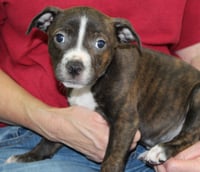 Hammy 43876 - Photo 3
