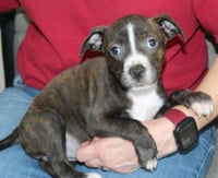 Hammy 43876 - Photo 4