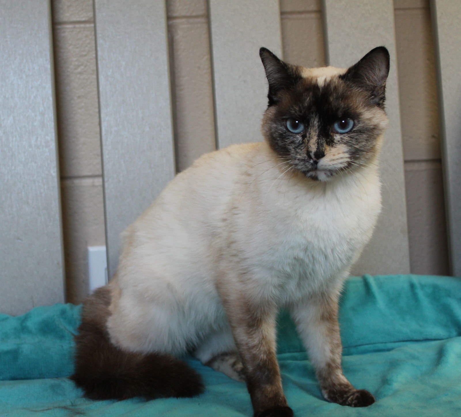 RHONDA SUE - 43321 - Domestic Short Hair / Siamese available for adoption