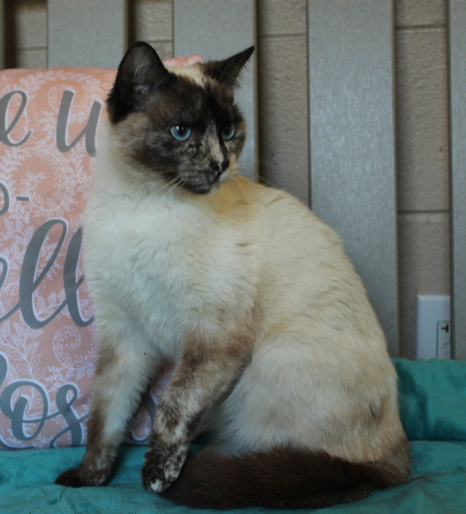 RHONDA SUE - 43321 - Domestic Short Hair / Siamese available for adoption