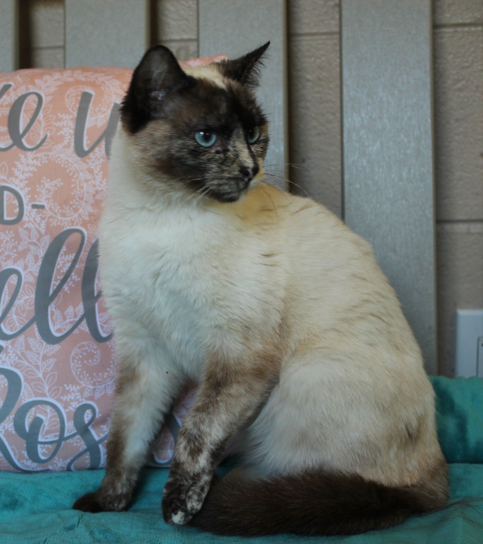 Rhonda Sue - 43321 - Photo 3