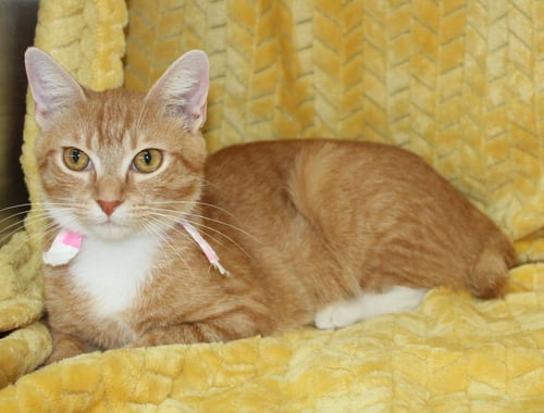 MORGAN - 43835 - Domestic Short Hair for adoption in Montgomery