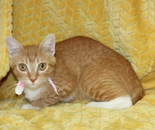 MORGAN - 43835 - Domestic Short Hair available for adoption