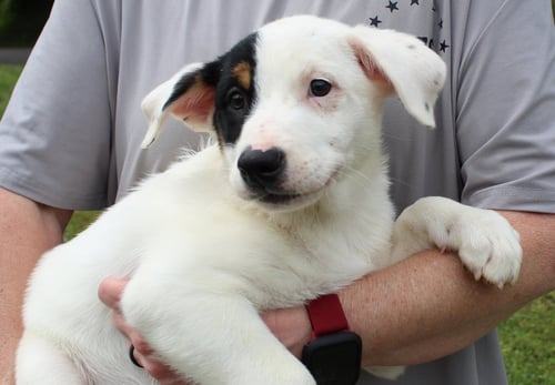 THOR 43388 - Australian Cattle Dog/Blue Heeler available for adoption