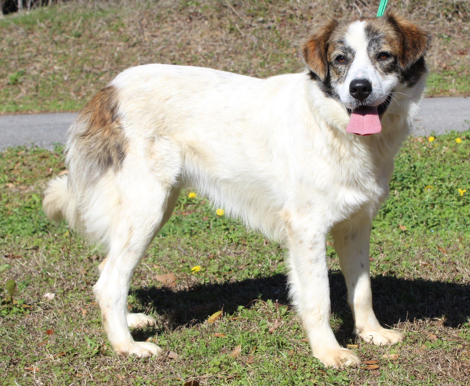 LUNA 43102 - Shepherd / Great Pyrenees available for adoption