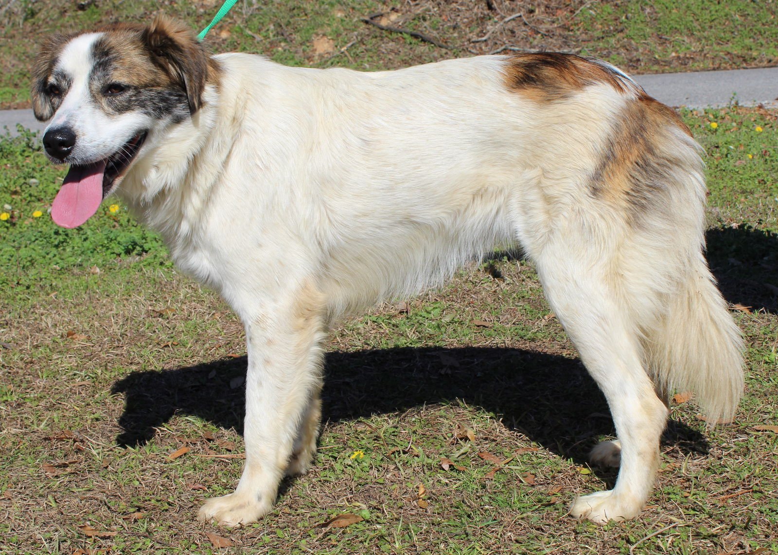 LUNA 43102 - Shepherd / Great Pyrenees available for adoption