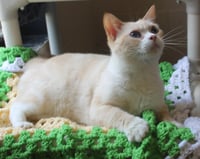 Harriet - 42421 - Photo 1