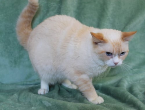 HARRIET - 42421 - Domestic Short Hair available for adoption