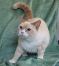 Harriet - 42421 - Photo 3