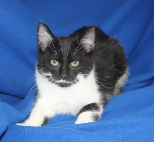 ROBERTO - 43573 - Domestic Short Hair for adoption in Montgomery