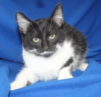 Roberto - 43573 - Photo 2