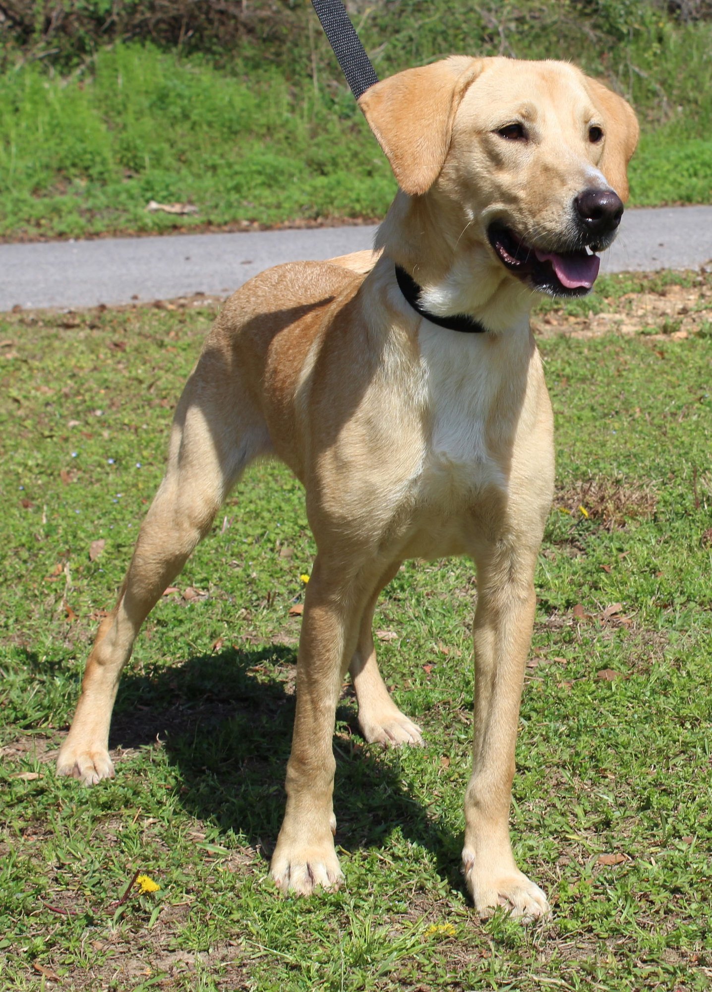 BIRDIE 41400 - Yellow Labrador Retriever available for adoption